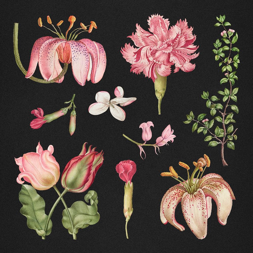 Vintage blooming pink flower illustration set, remix from The Model Book of Calligraphy Joris Hoefnagel and Georg Bocskay