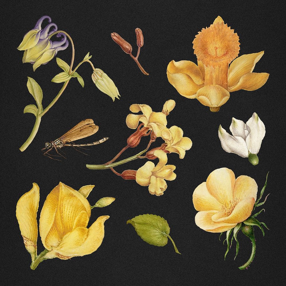 Botanical hand-drawn vintage flower set on black background, remix from The Model Book of Calligraphy Joris Hoefnagel and…