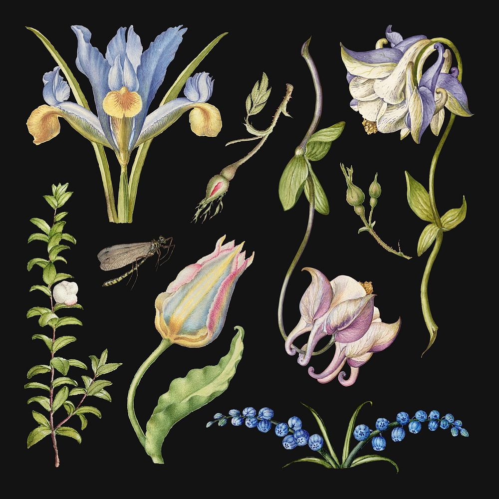 Vintage flower vector illustration floral drawing set, remix from The Model Book of Calligraphy Joris Hoefnagel and Georg…