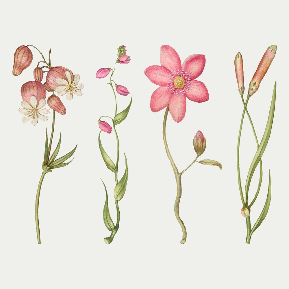 Pink flower blossom vector illustration hand drawn set, remix from The Model Book of Calligraphy Joris Hoefnagel and Georg…