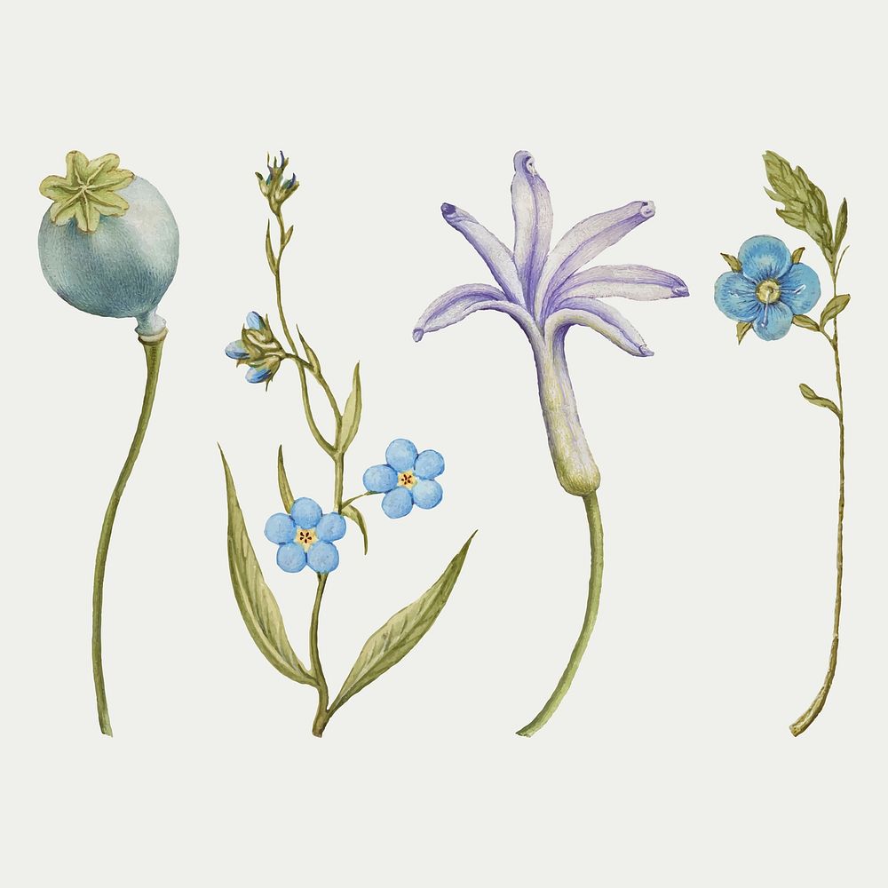 Blue flower vector botanical illustration set, remix from The Model Book of Calligraphy Joris Hoefnagel and Georg Bocskay
