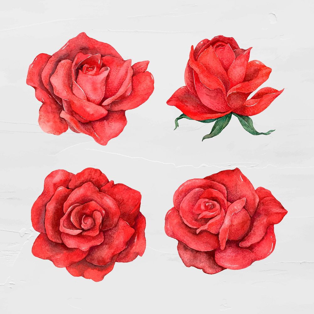 Vintage rose clipart vector set