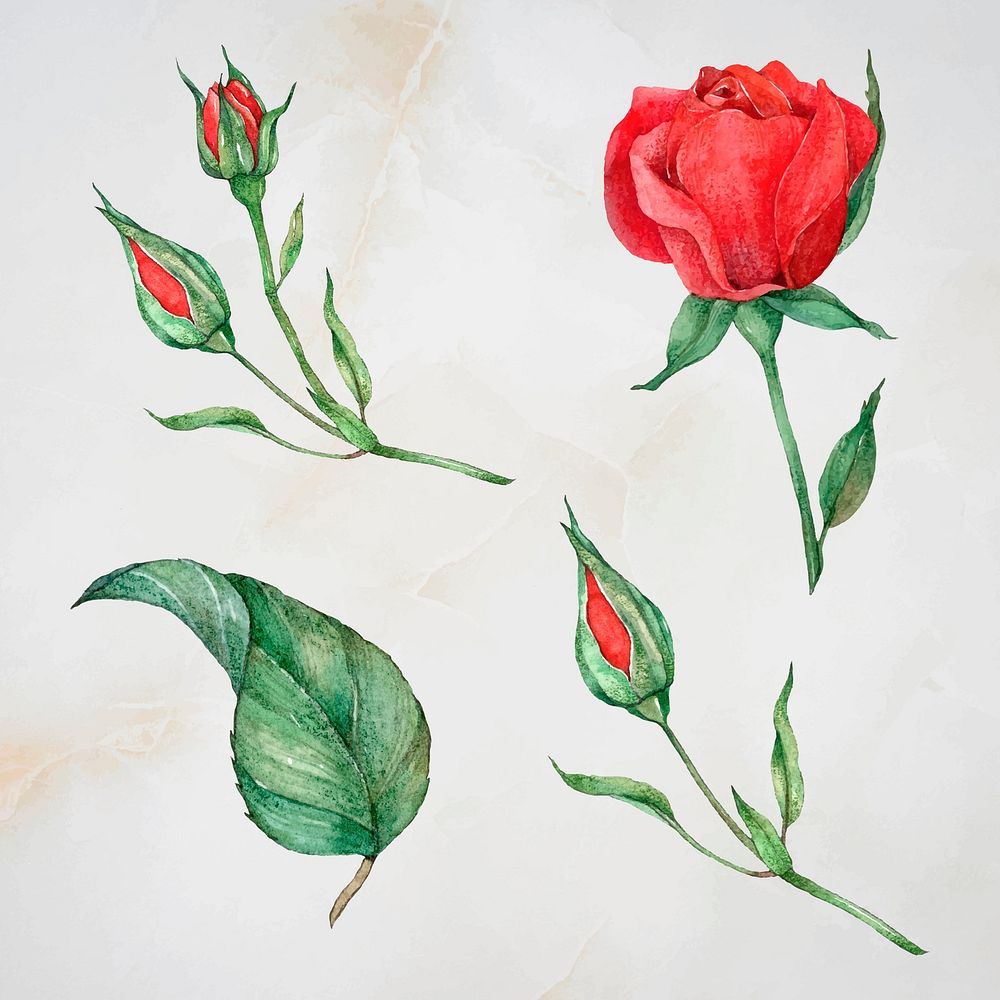 Vector rose and leaf set watercolor style