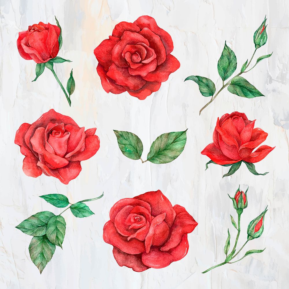 Rose and leaf set vector watercolor style