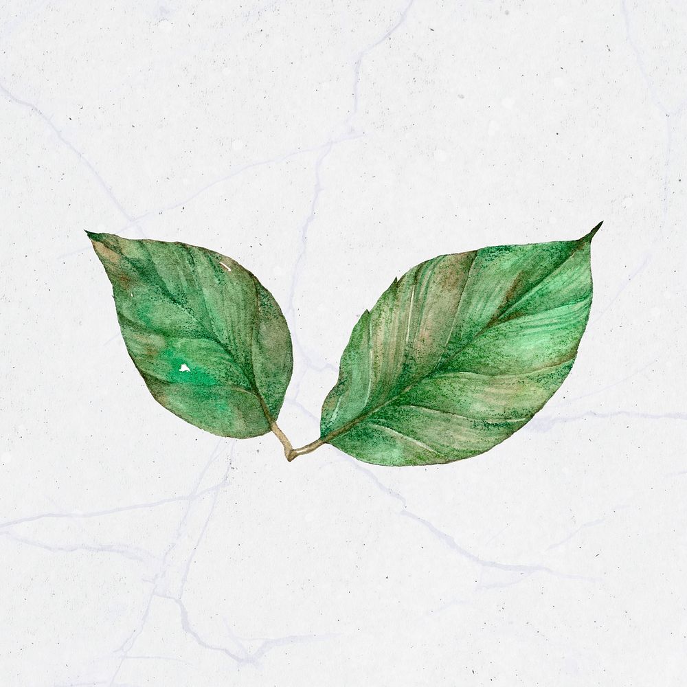 Psd watercolor leaf painting clipart