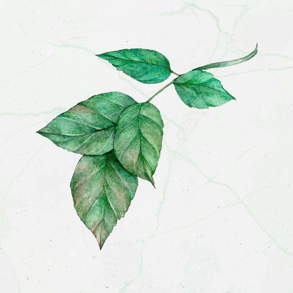 Vector green leaf painting clipart
