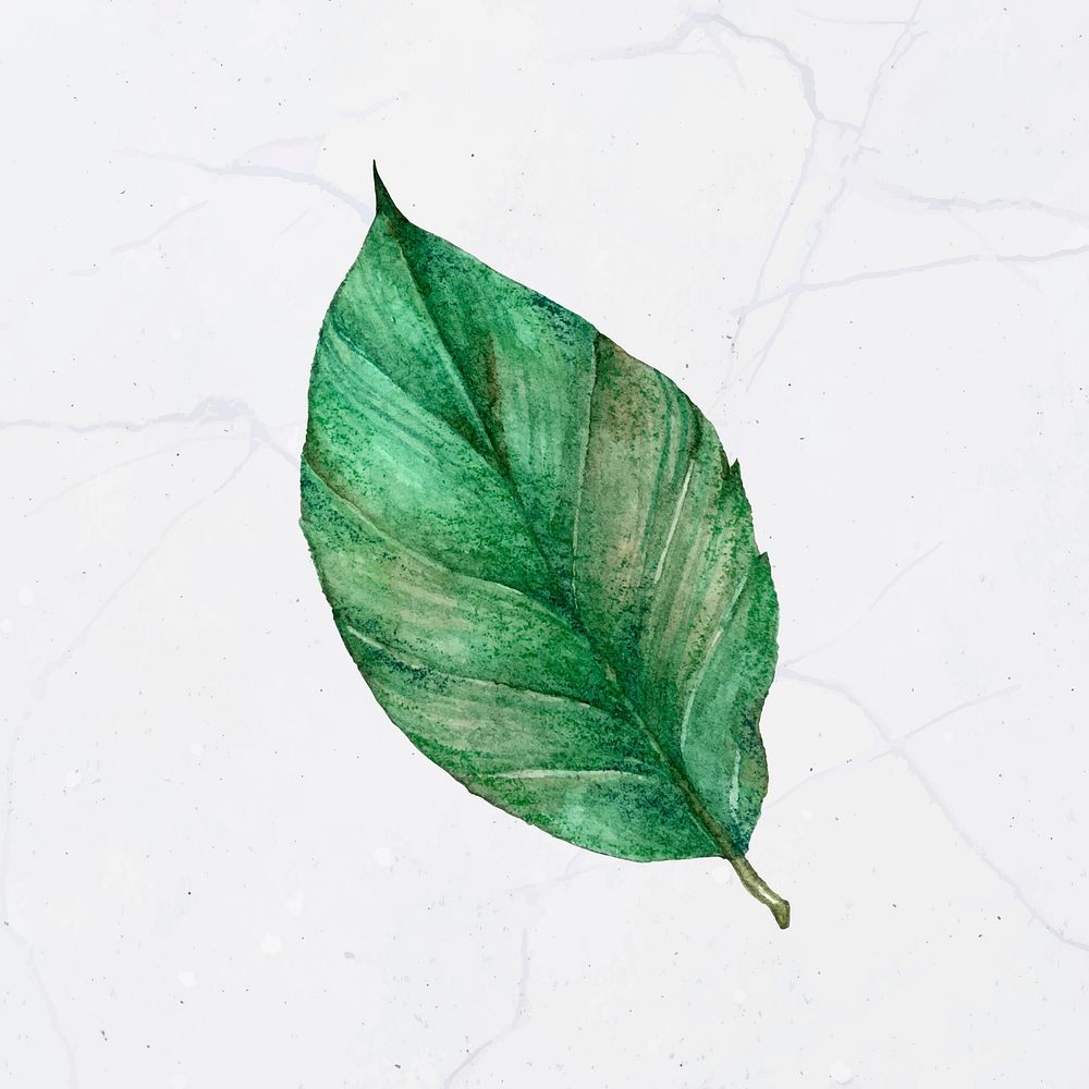 Green leaf painting clipart vector
