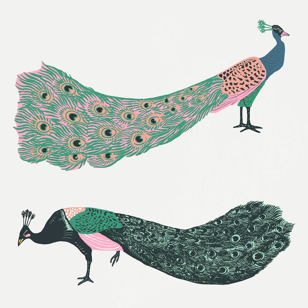 Colorful peacocks vector exotic animal vintage stencil collection