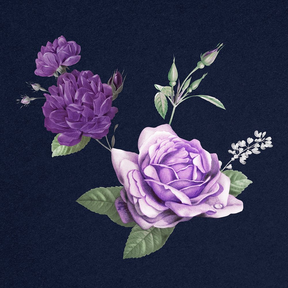 Elegant purple cabbage rose bouquet hand drawn illustration