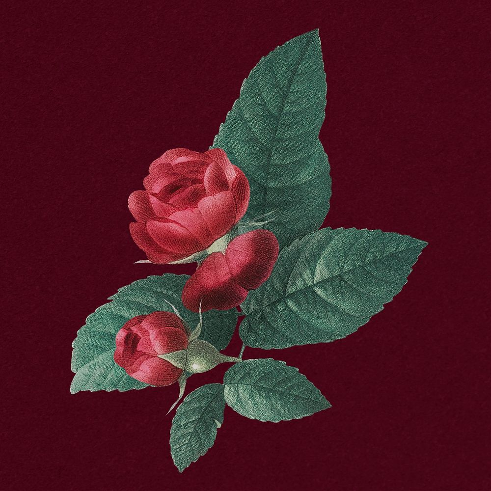 Vintage red French rose bouquet hand drawn illustration