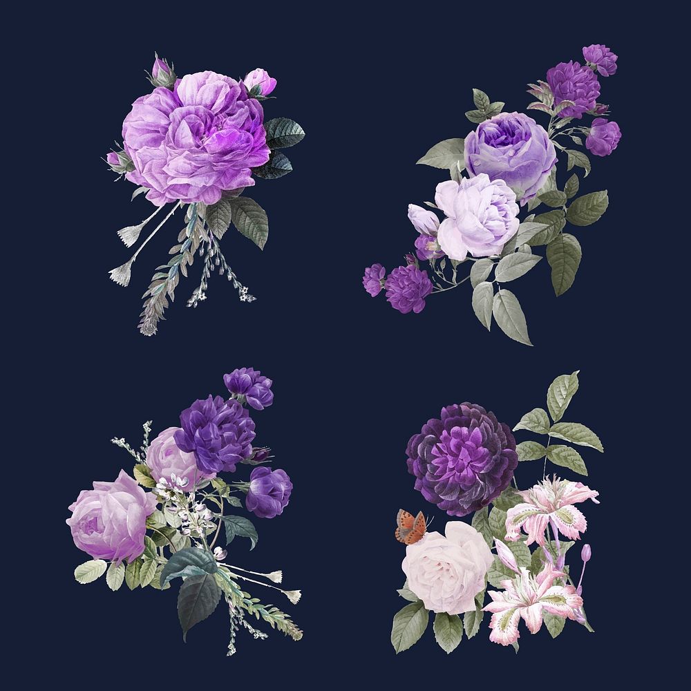 Elegant flower purple roses vector watercolor illustration set