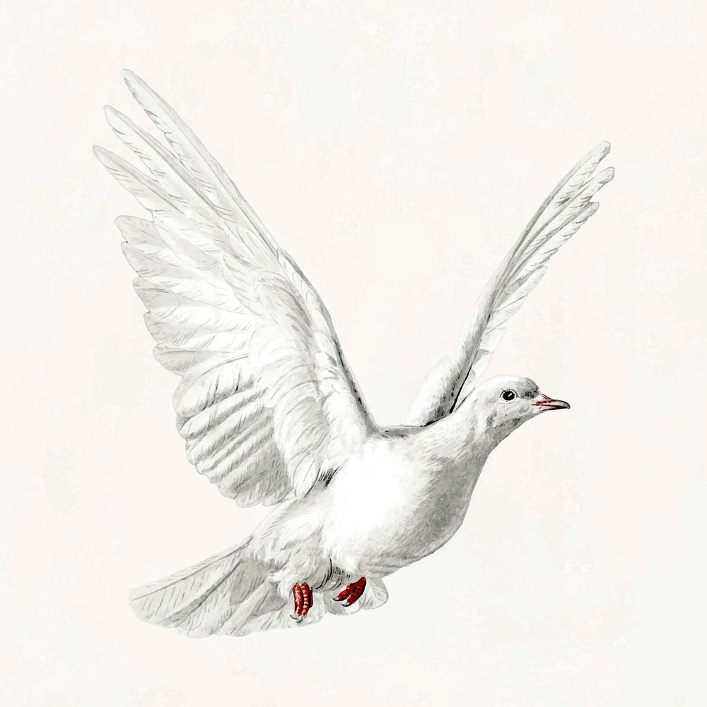 Hand drawn flying dove vector vintage illustration