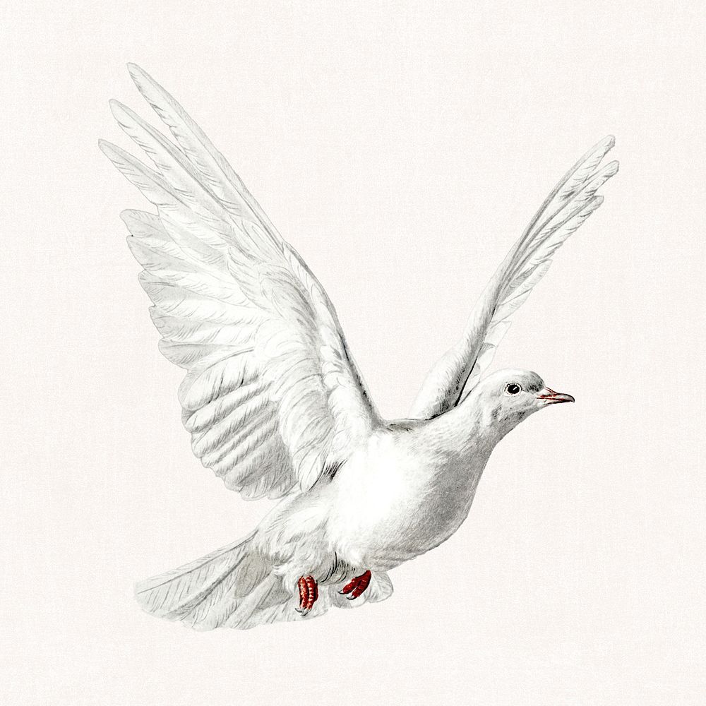 Hand drawn flying dove vintage illustration