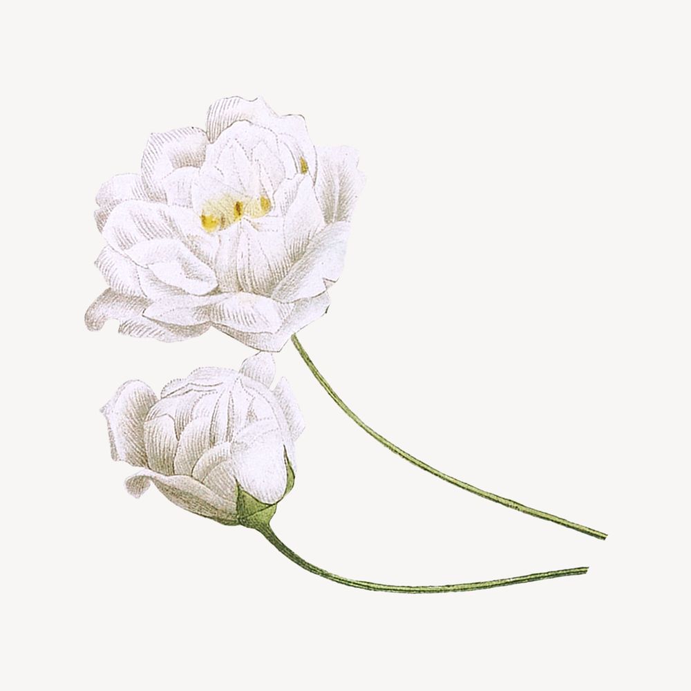 White peony flower, aesthetic collage element psd
