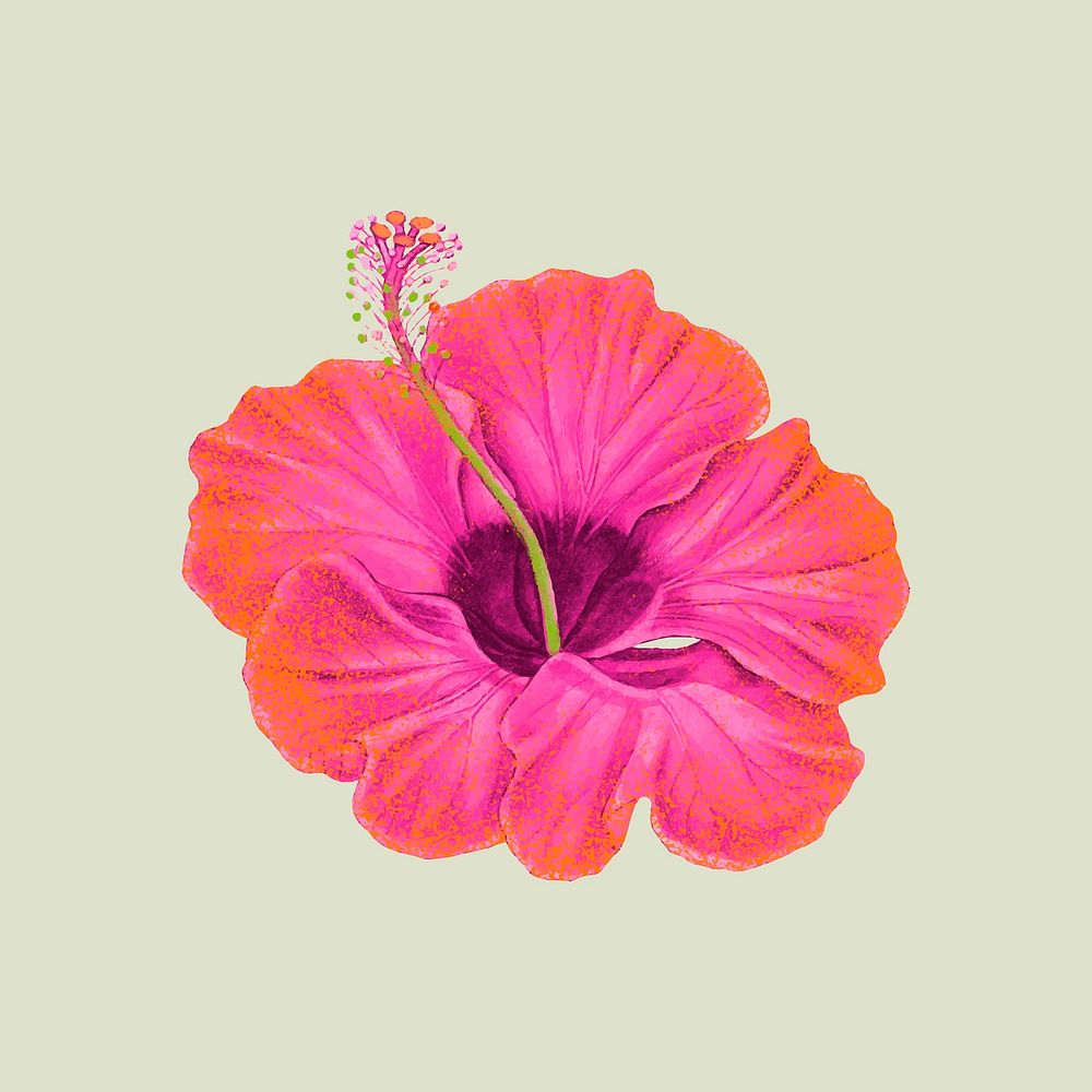 Pink hibiscus flower illustration in hand drawn style