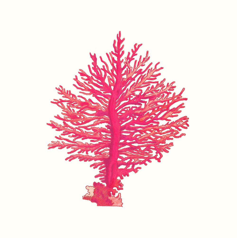 Vintage pink gorgonian coral illustration, remixed from public domain artworks