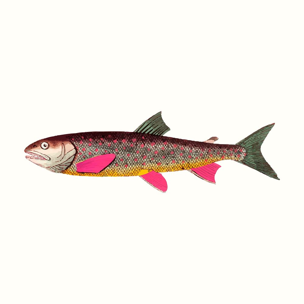 Vintage trout fish vector illustration, remixed from public domain artworks
