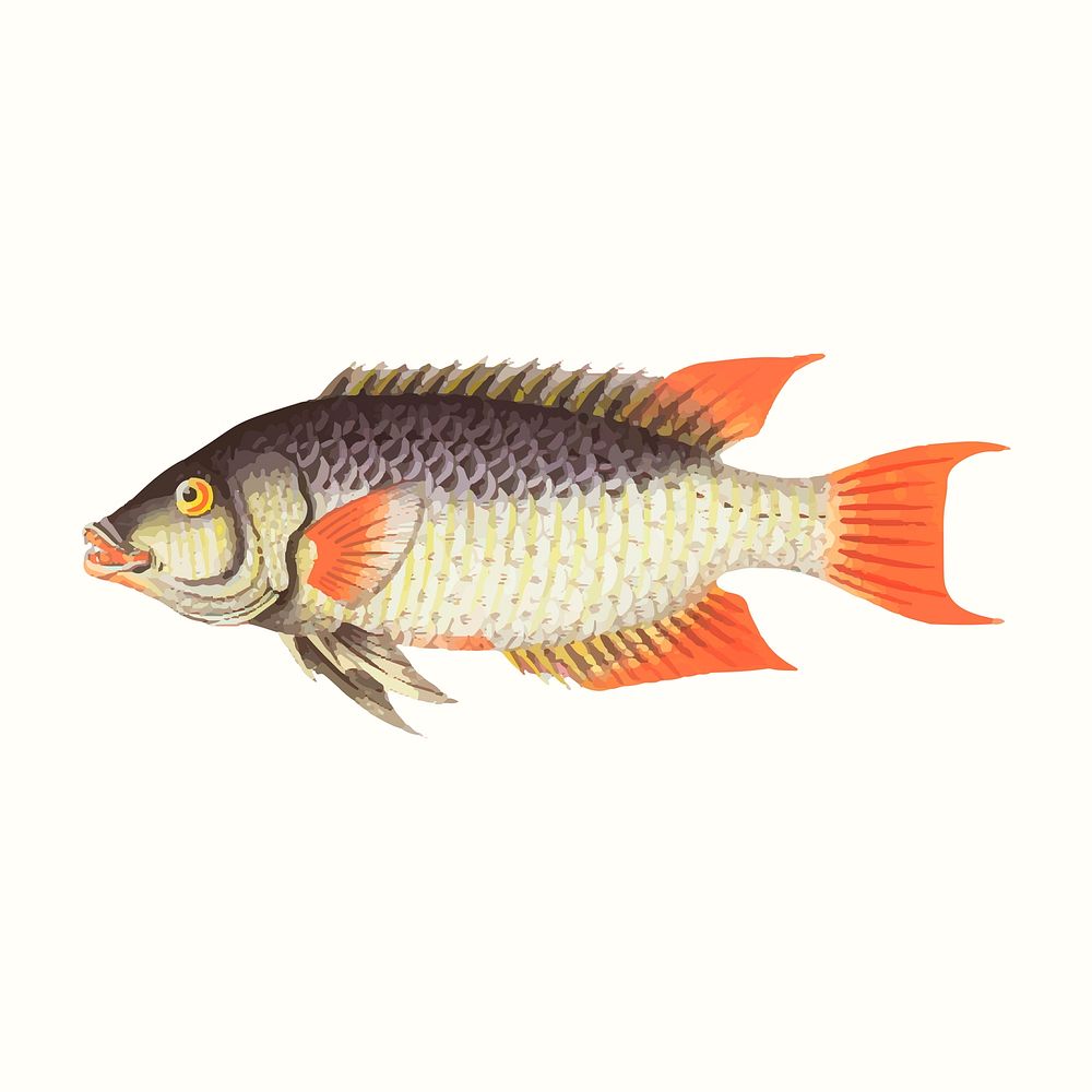 Vintage whitish sparus fish vector illustration, remixed from public domain artworks