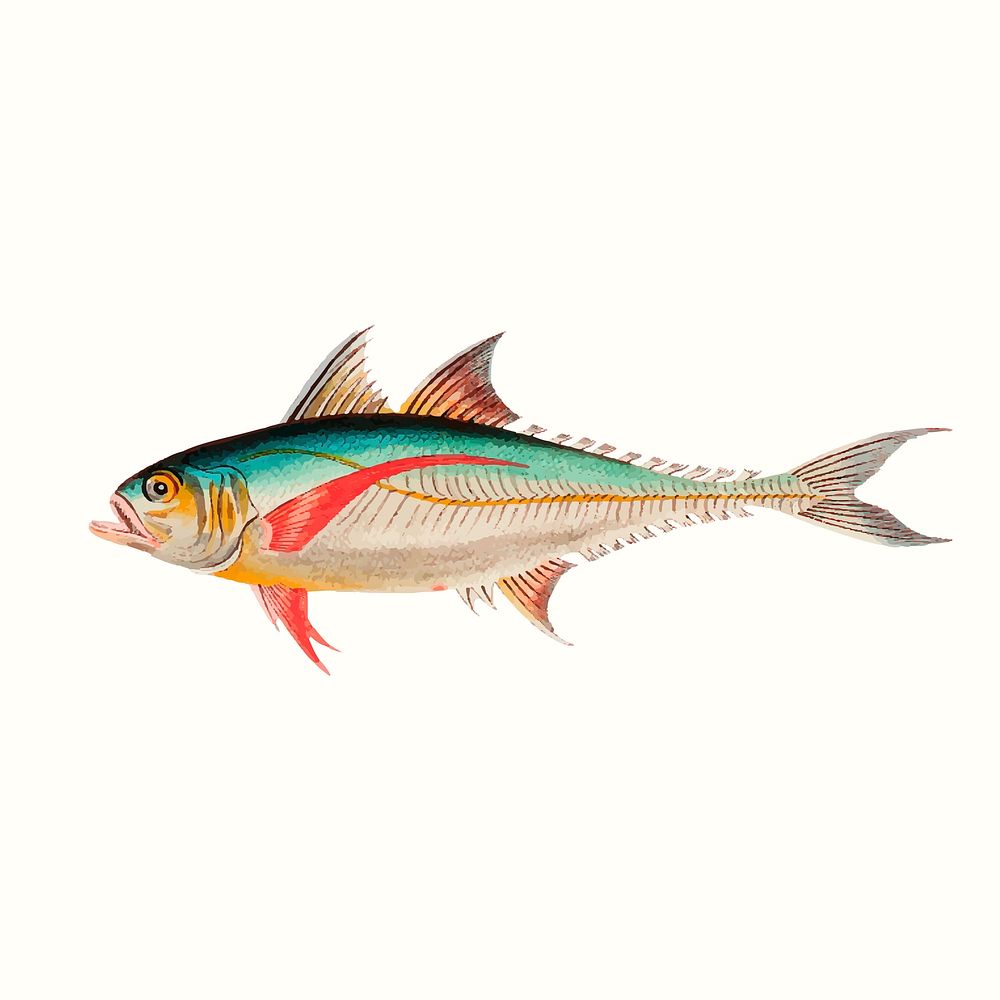 Vintage mackerel vector illustration, remixed from public domain artworks