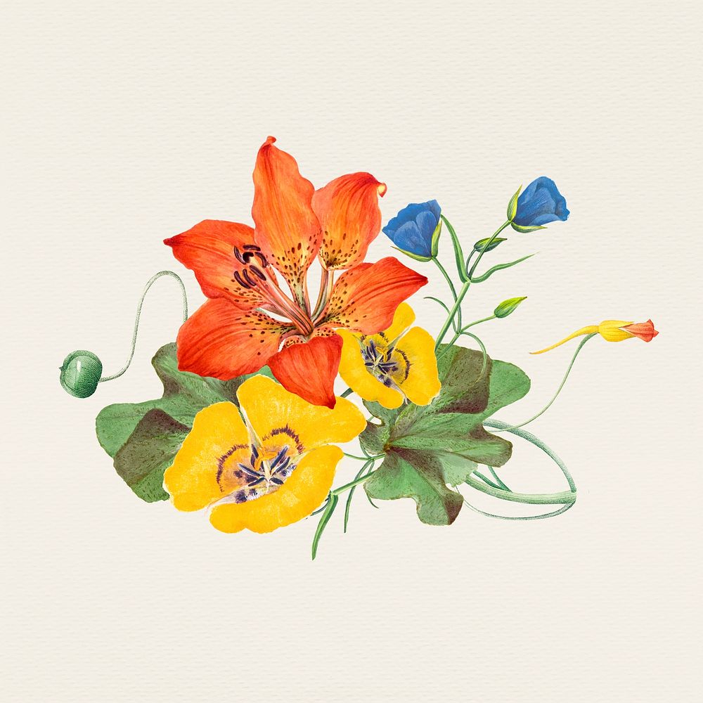 Summer flower hand drawn illustration, remixed from public domain artworks