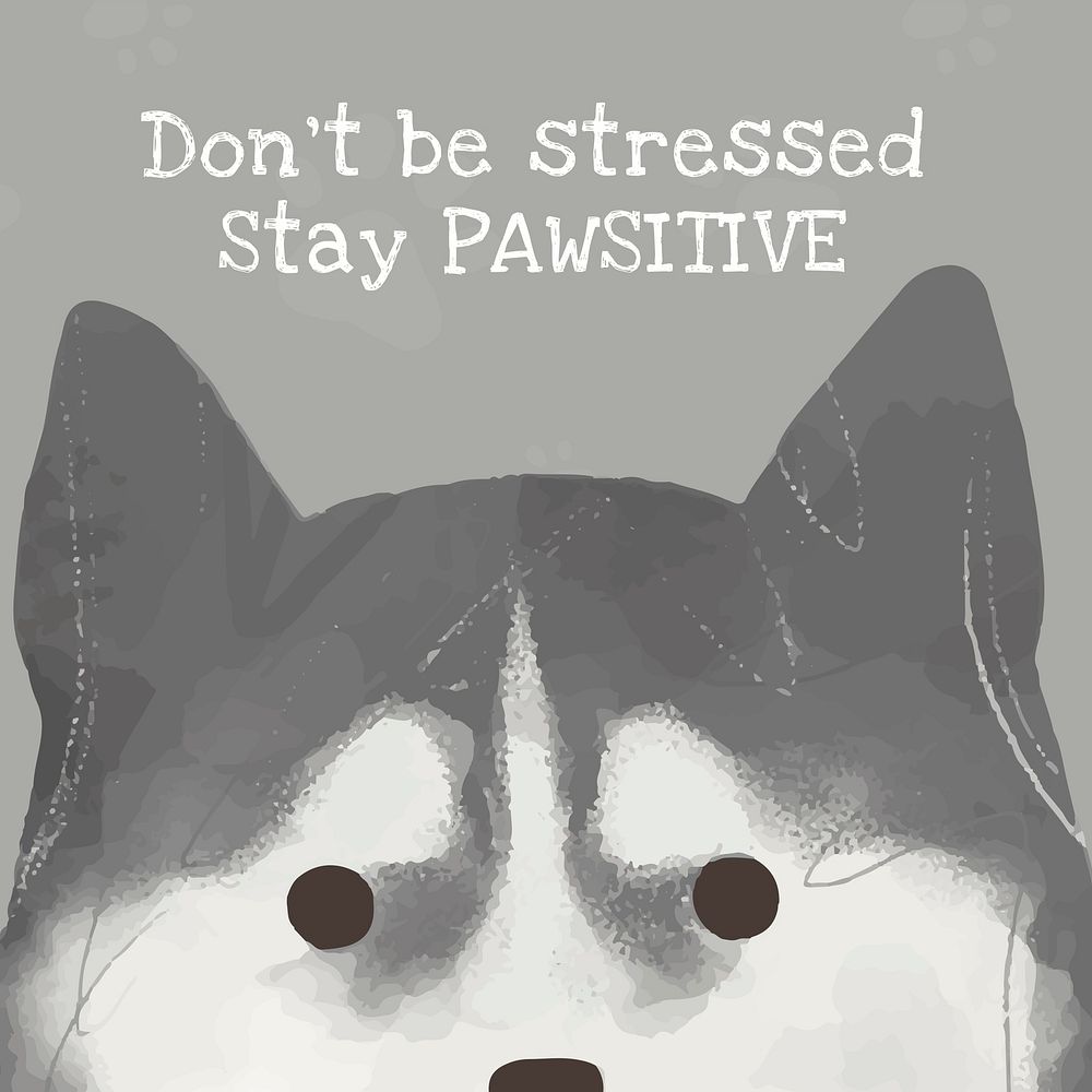 Siberian Husky cute dog quote social media post, don't be stressed stay pawsitive