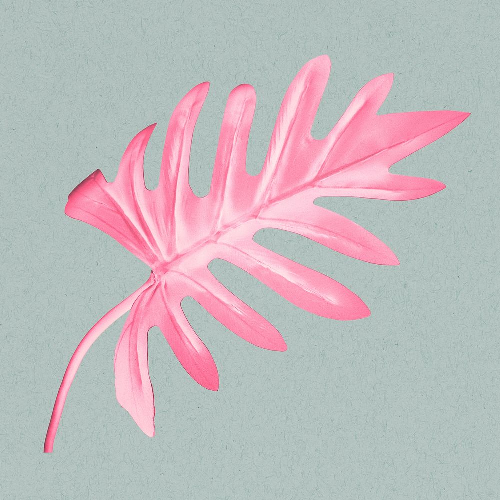 Pink philodendron xanadu leaf illustration