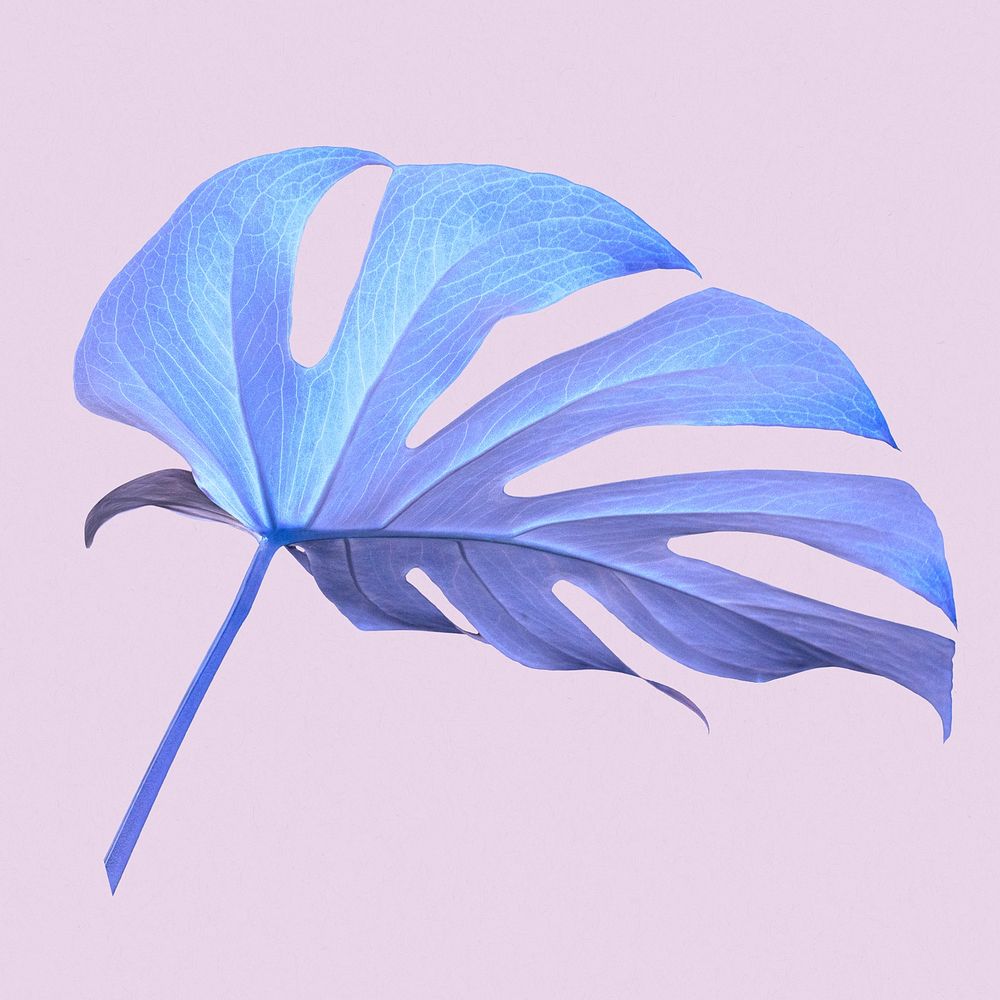 Purple monstera leaf in pastel tone illustration