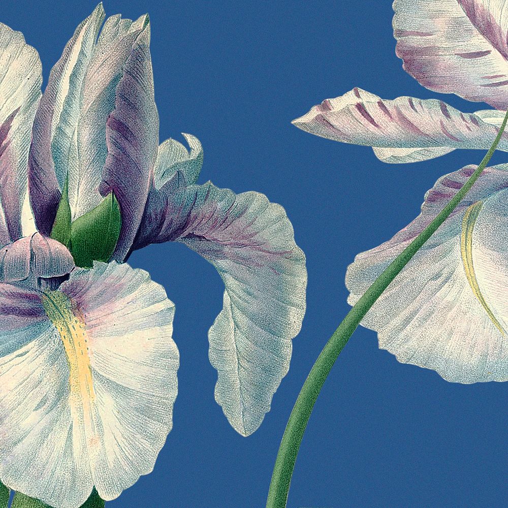 Spring floral background with iris flower illustration, remixed from public domain artworks