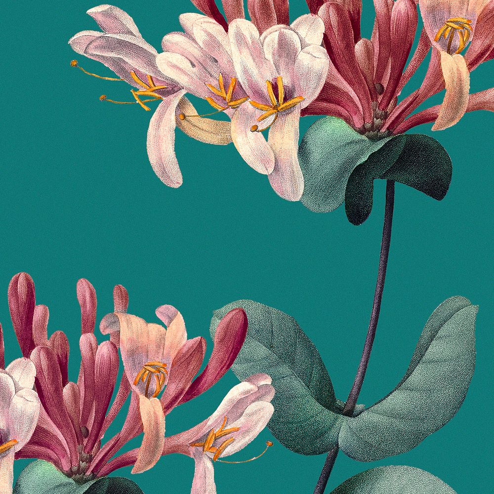 Honeysuckle flower background illustration, remixed from public domain artworks