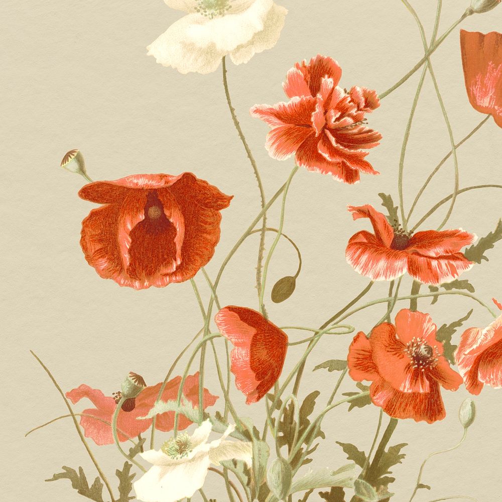 Vintage poppy flower background illustration, remixed from public domain artworks