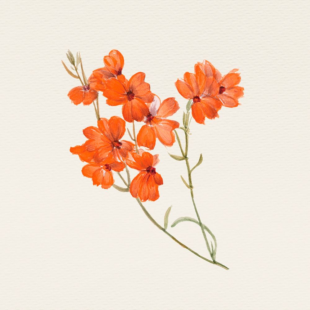 Vintage blooming orange flower illustration, remixed from public domain artworks