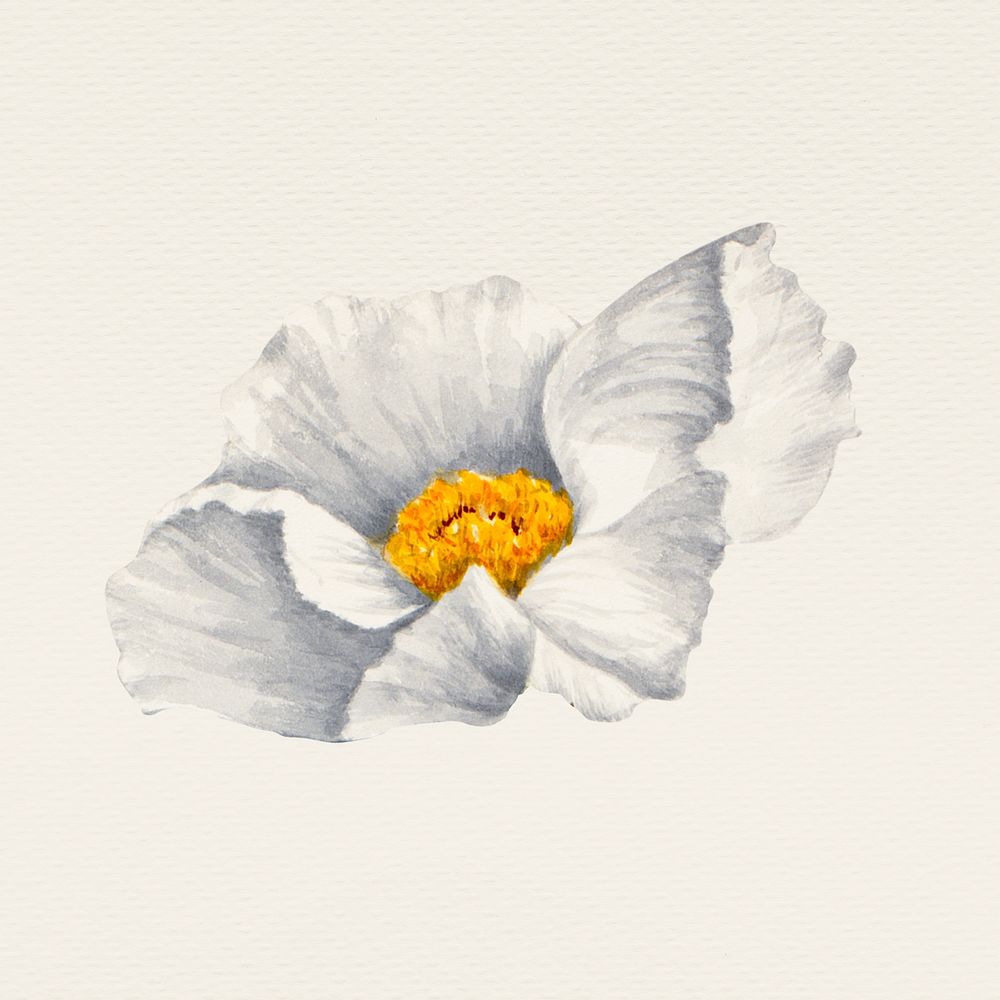 Vintage white flower hand drawn illustration, remixed from public domain artworks
