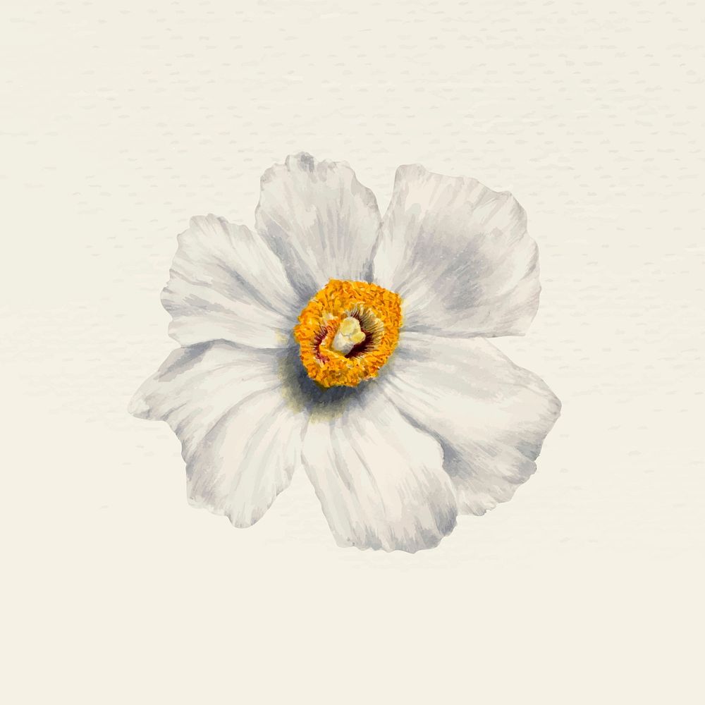 Vintage white poppy flower vector illustration, remixed from public domain artworks