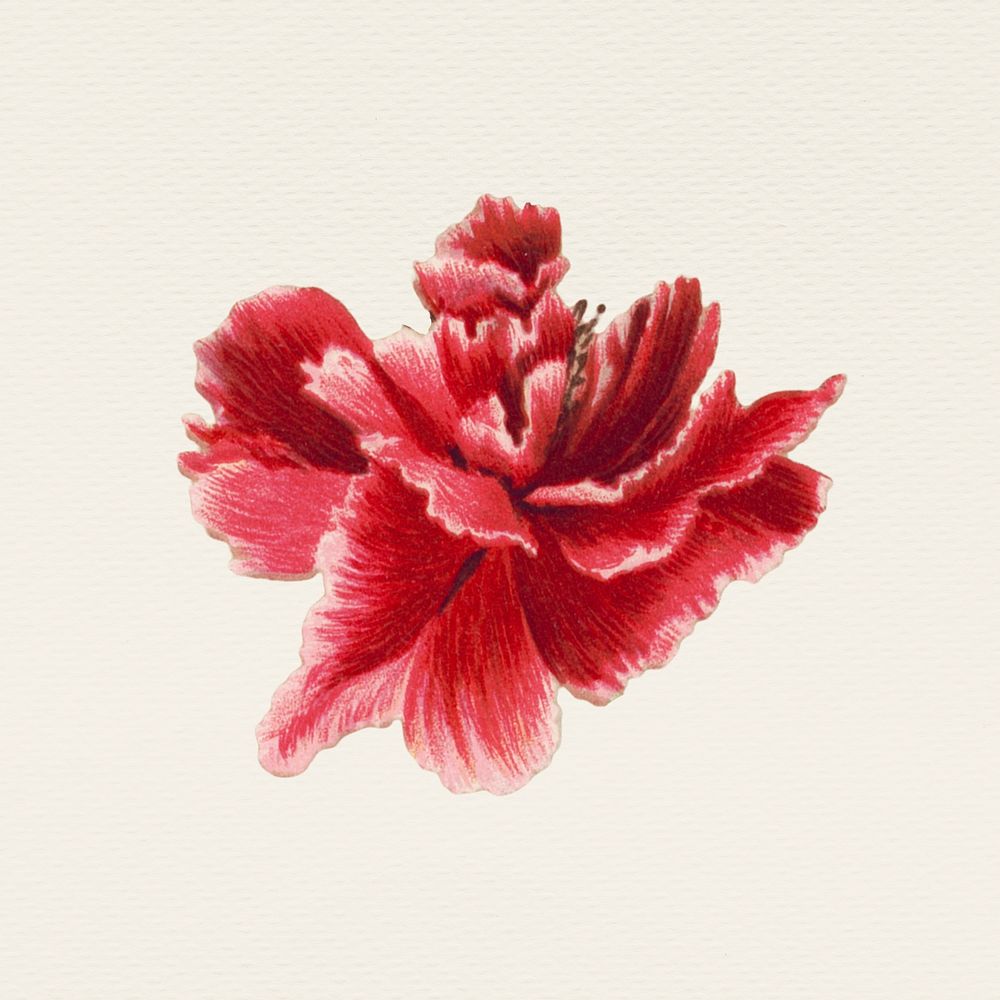 Vintage red flower hand drawn illustration, remixed from public domain artworks