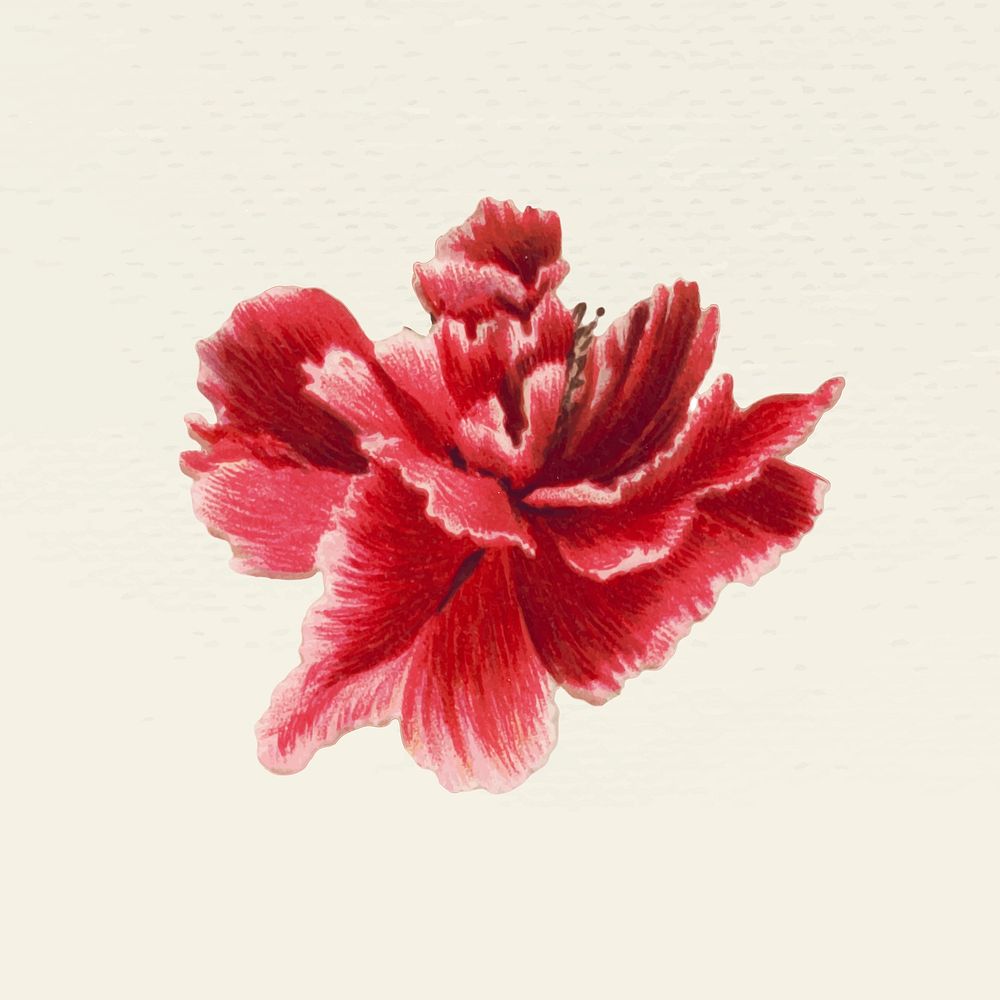Vintage blooming red flower vector illustration, remixed from public domain artworks
