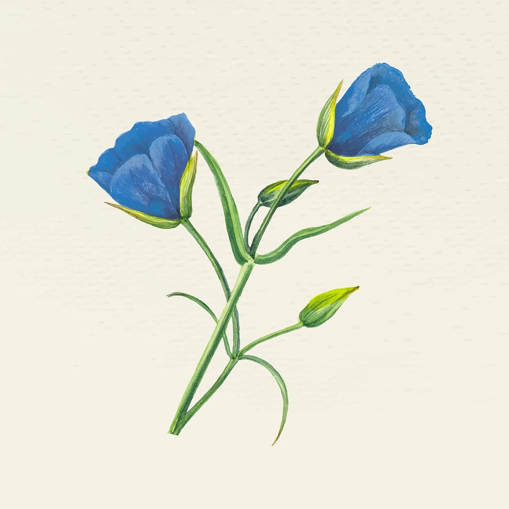 Vintage blooming blue flower vector illustration, remixed from public domain artworks
