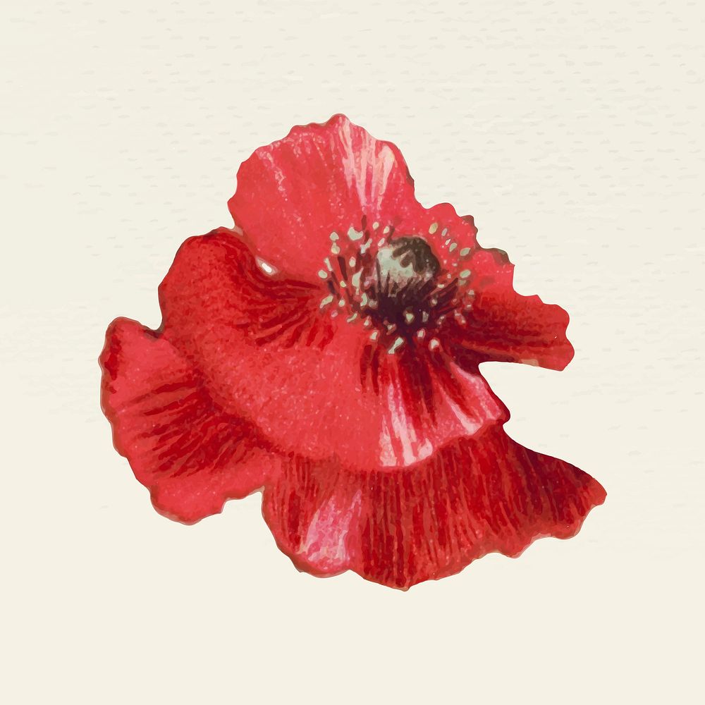 Vintage red poppy flower vector illustration, remixed from public domain artworks