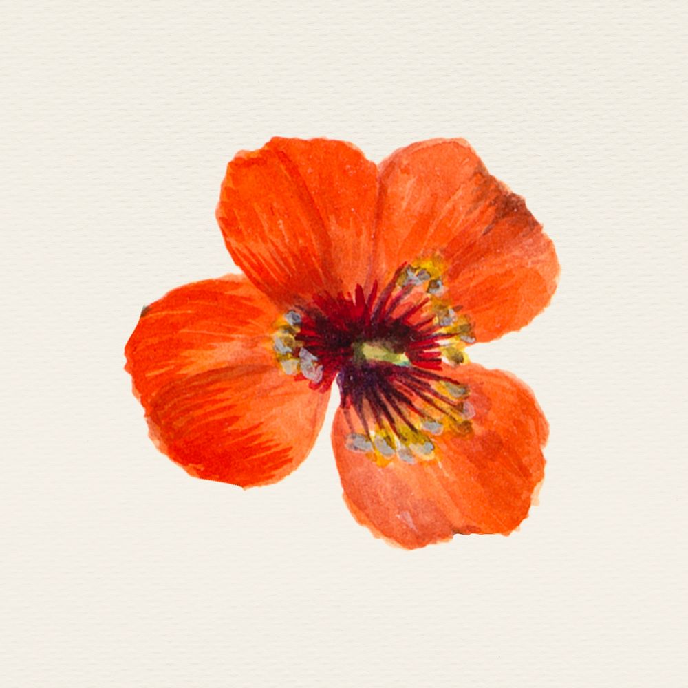 Summer orange poppy flower illustration, remixed from public domain artworks