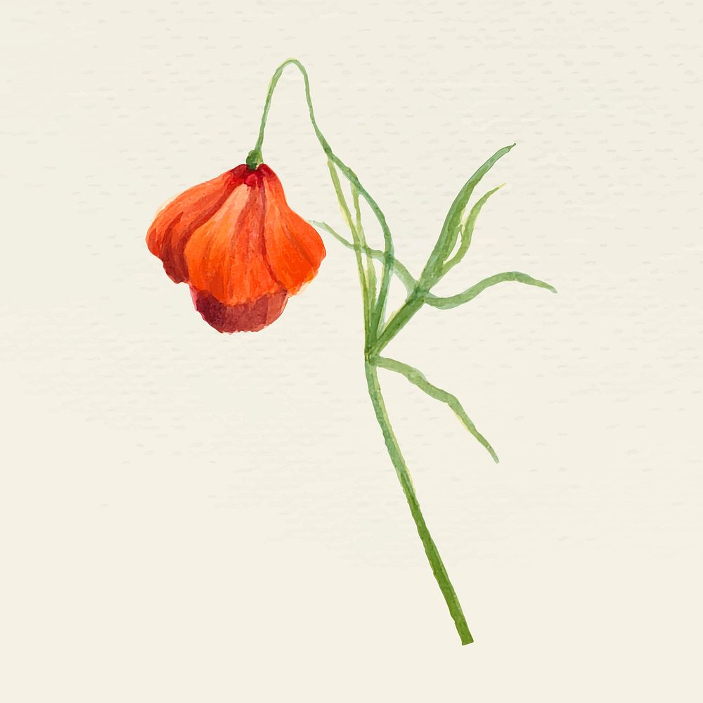 Summer poppy flower vector illustration, remixed from public domain artworks