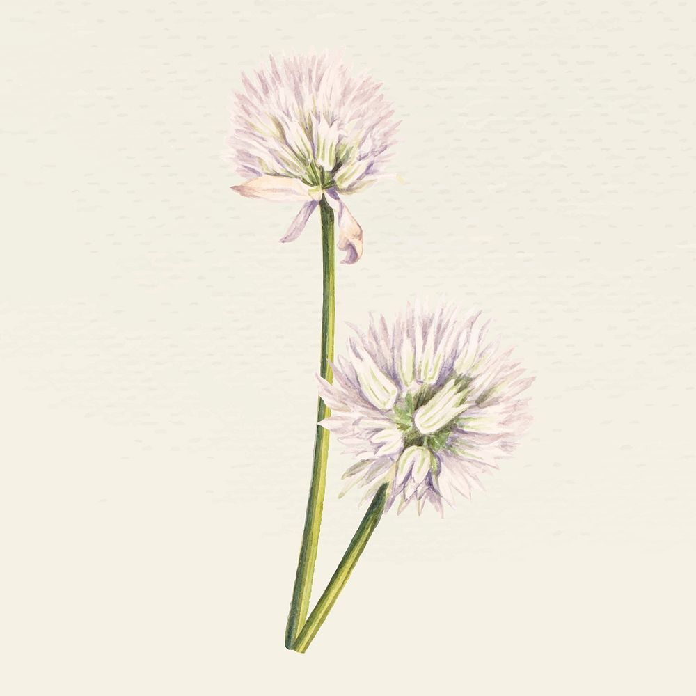 Vintage flower vector illustration, remixed from public domain artworks