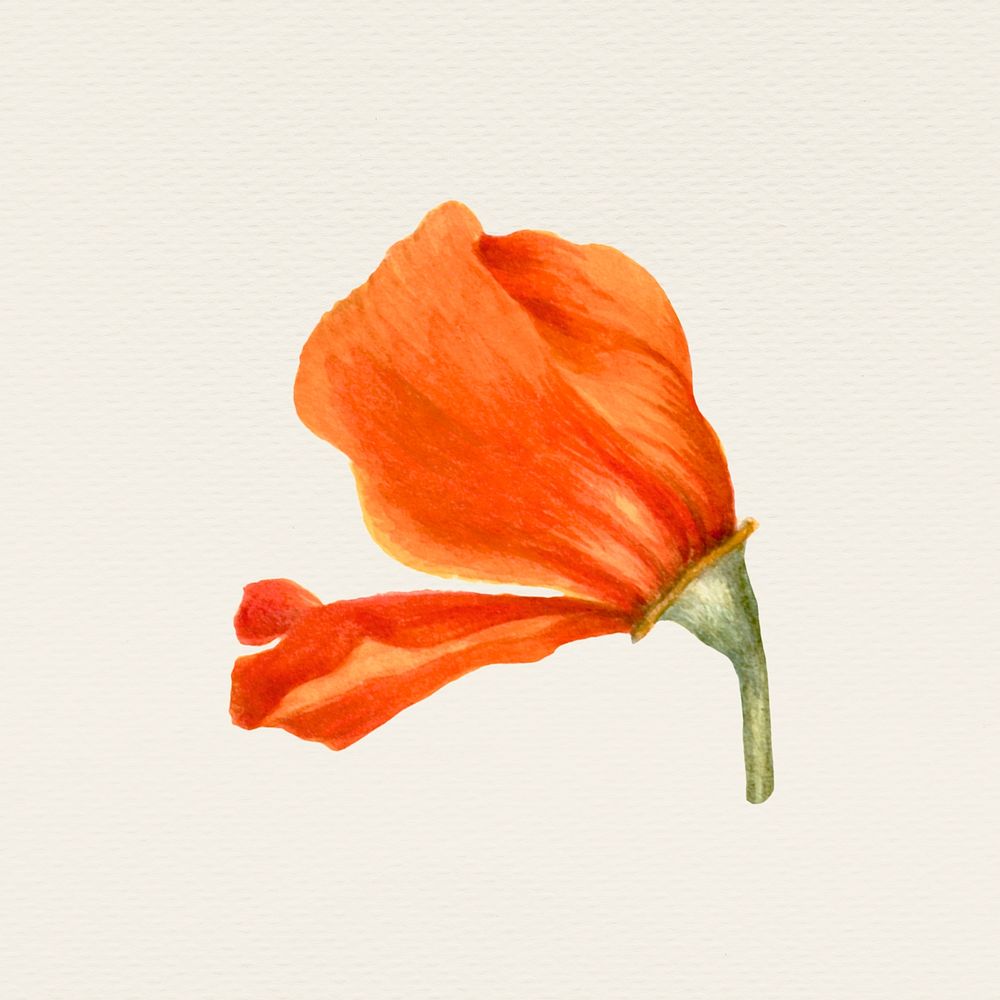 Vintage orange poppy flower illustration, remixed from public domain artworks
