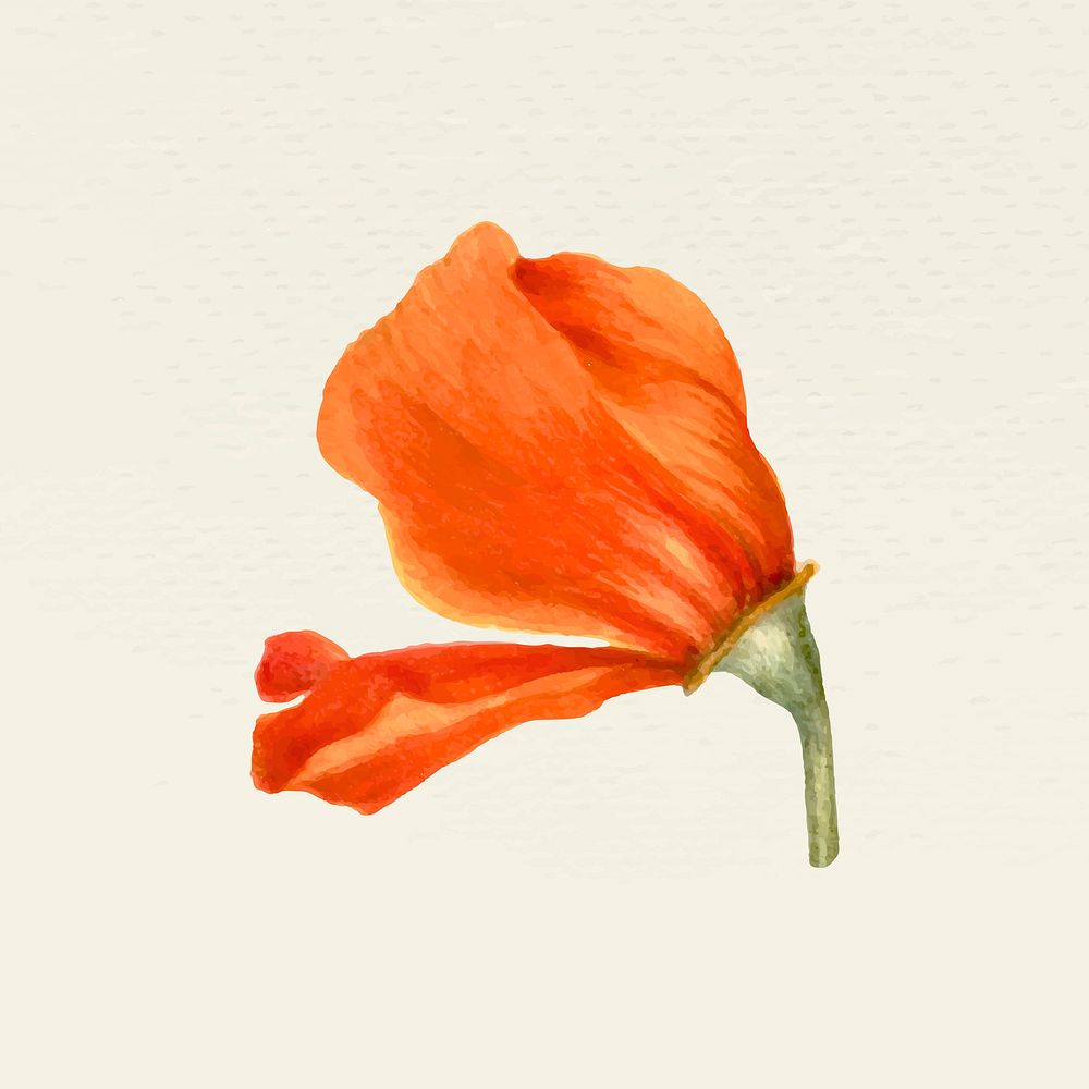Vintage blooming orange flower vector illustration, remixed from public domain artworks