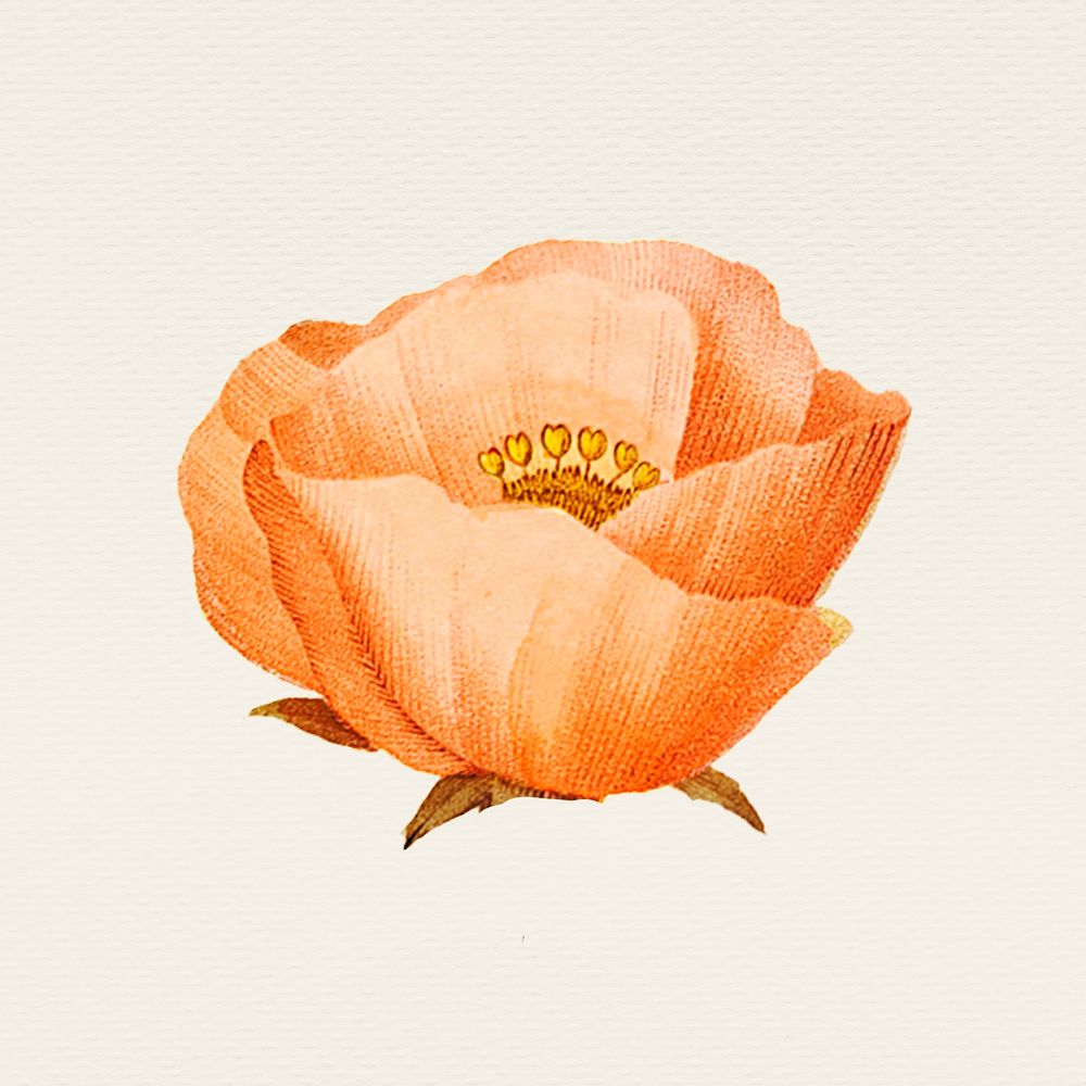 Vintage orange poppy flower hand drawn illustration, remixed from public domain artworks