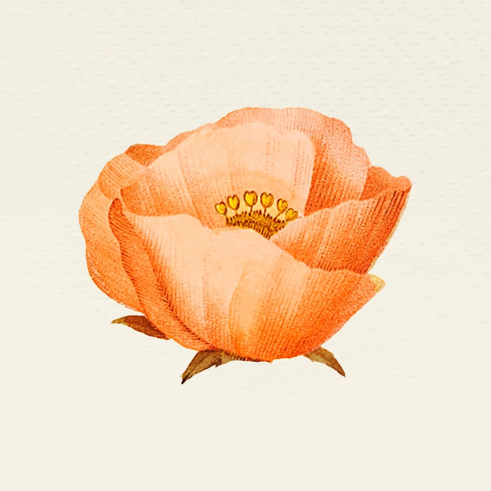 Vintage blooming orange flower vector illustration, remixed from public domain artworks