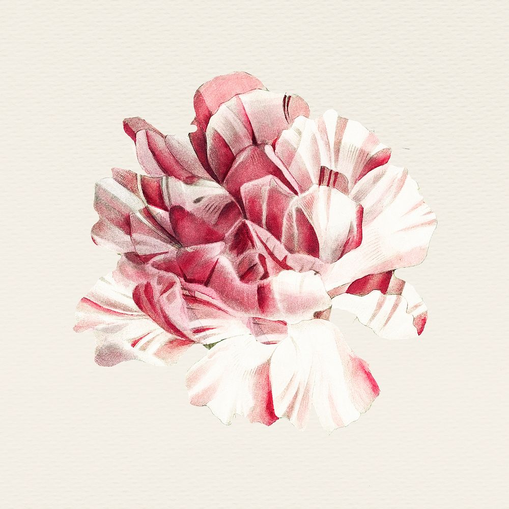 Vintage carnation flower hand drawn illustration, remixed from public domain artworks