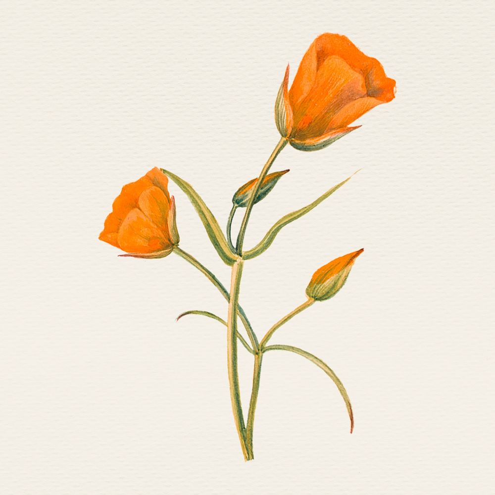 Vintage orange flower hand drawn illustration, remixed from public domain artworks