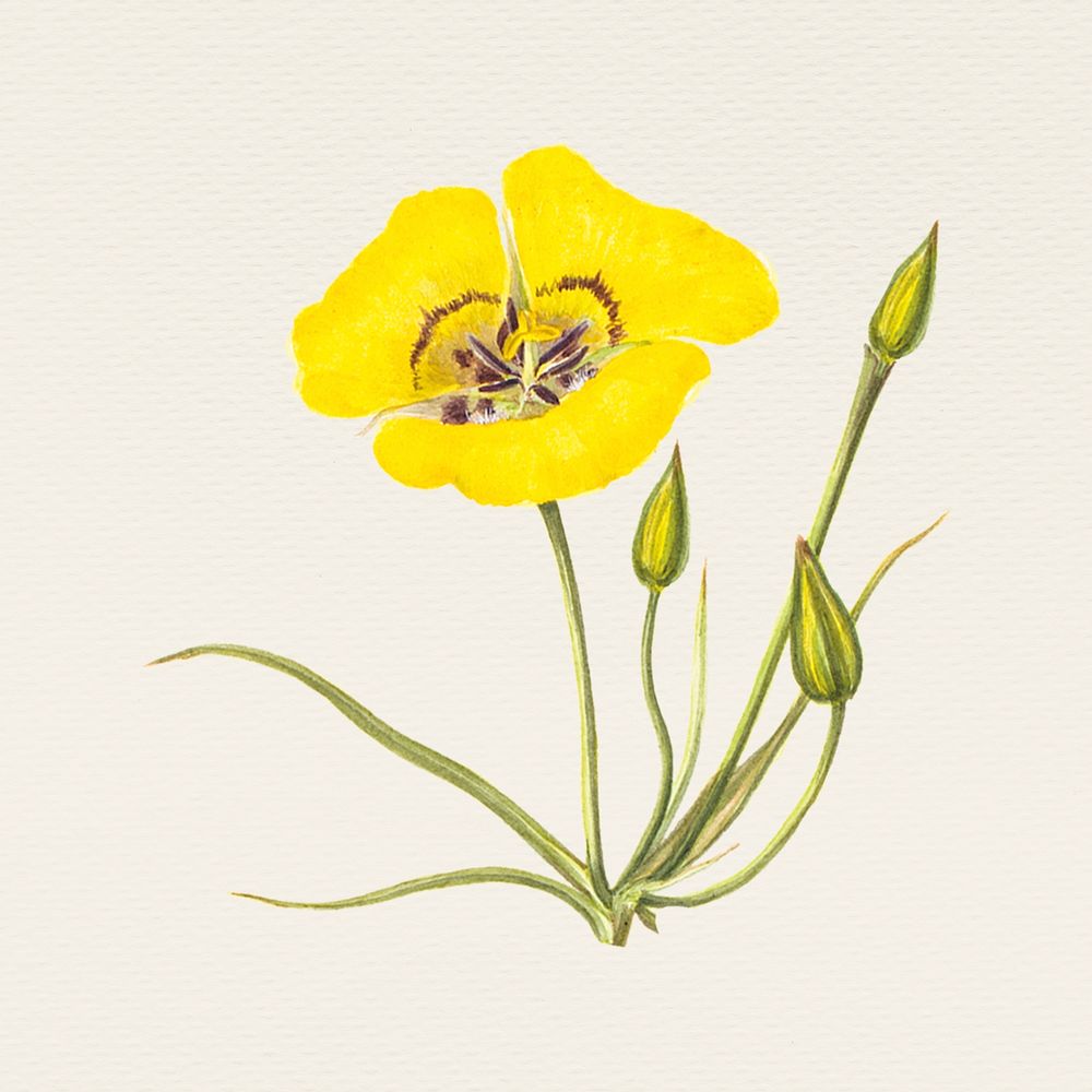 Vintage mariposa lily flower illustration, remixed from public domain artworks