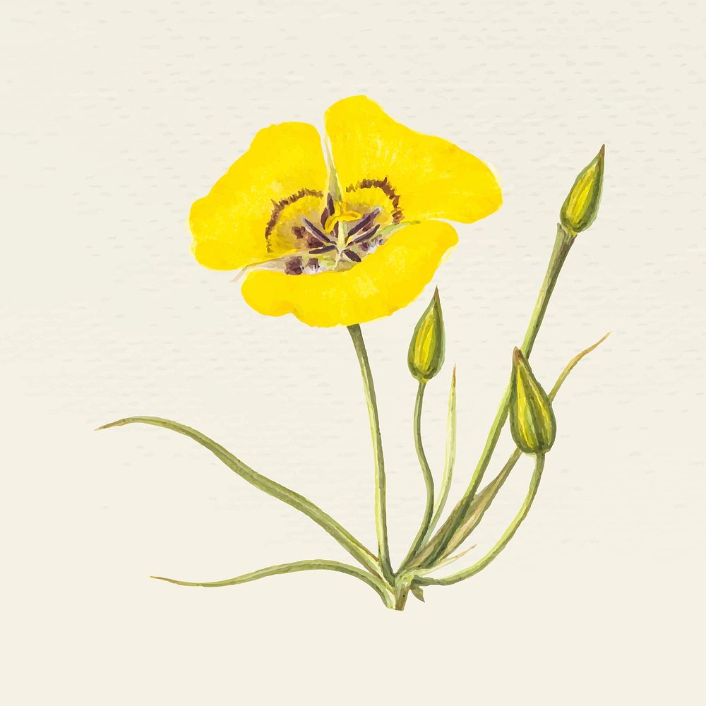 Vintage mariposa lily flower vector illustration, remixed from public domain artworks
