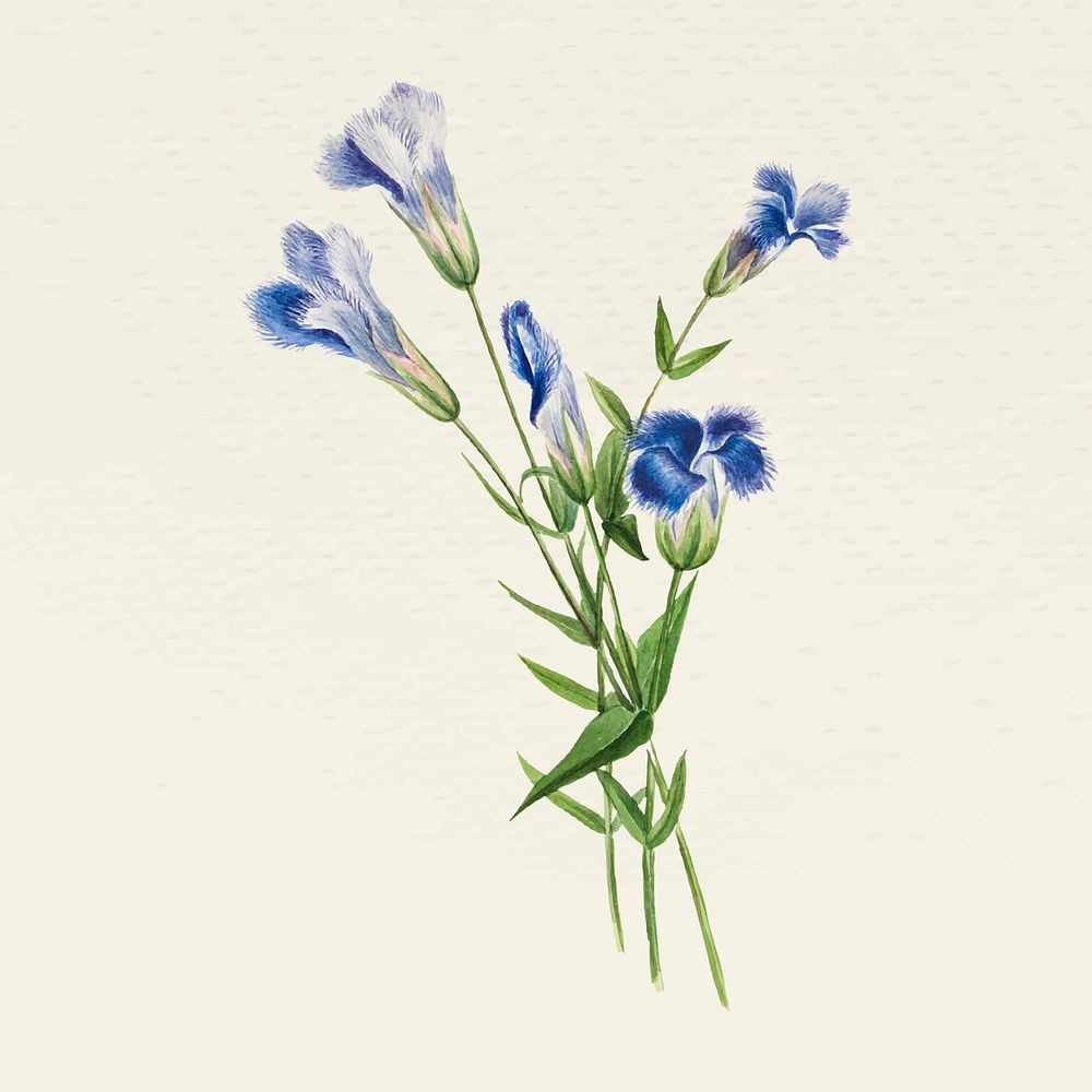 Vintage blue flower vector illustration, remixed from public domain artworks