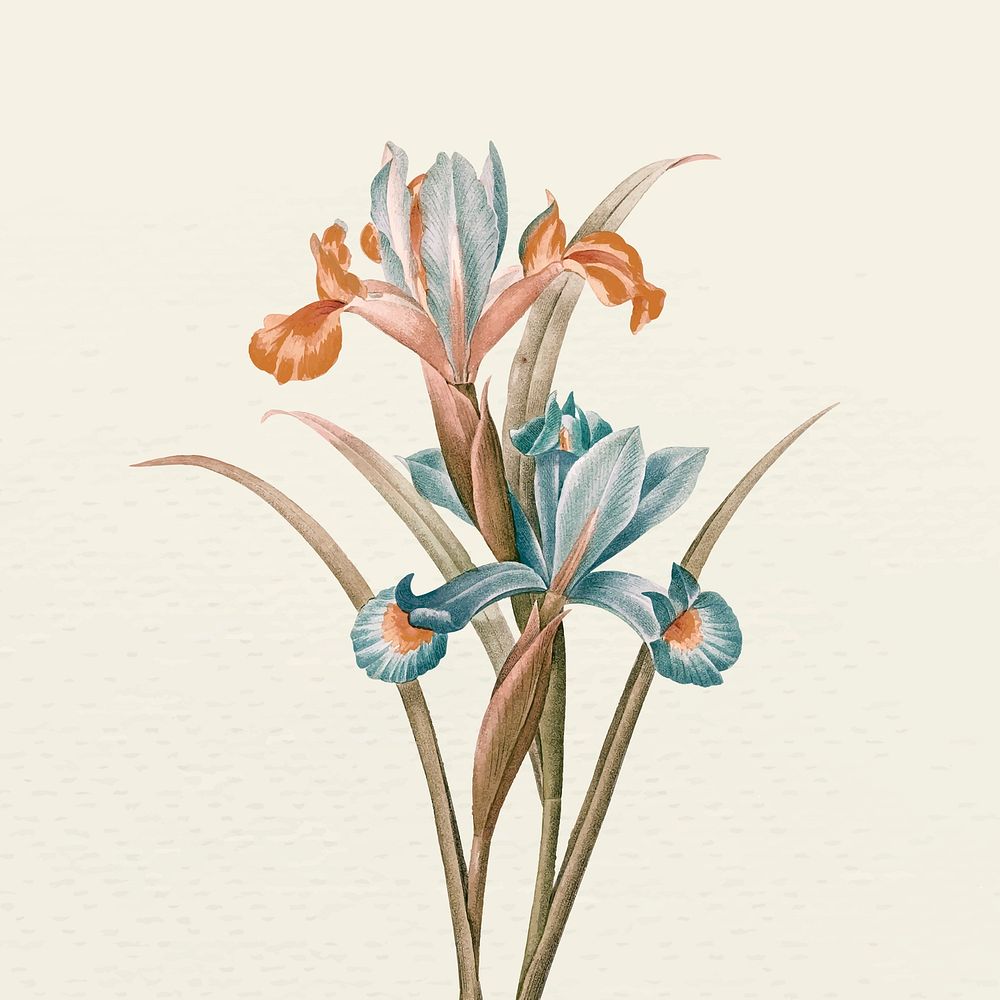 Vintage spanish iris flower vector illustration, remixed from public domain artworks